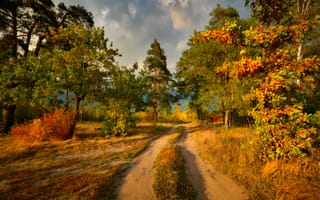 Картинка краски осени, деревья, дорога