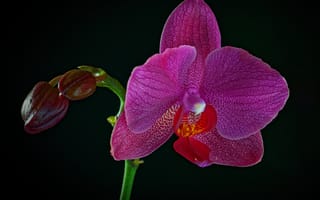 Картинка фиолетовый, черный, крупным планом, орхидея