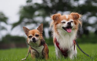 Картинка Чихуахуа, парочка, собаки, настроение, радость