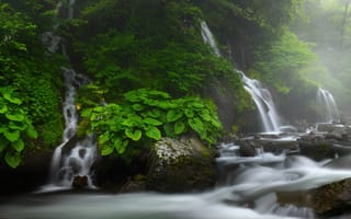 Картинка зелень, листья, камни, водопад, течение, туман, заросли, поток