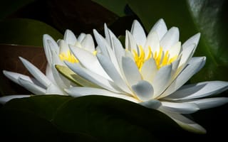 Картинка листья, макро, лилии, две, лепестки, водяные лилии, цветы, белые
