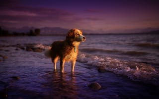 Картинка собака, закат, взгляд, друг, море, лето, природа