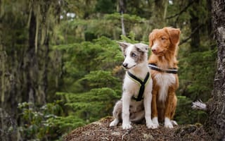 Обои собаки, лес, парочка