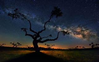 Обои небо, дерево, sky, tree, звезды, stars, Млечный путь, milky way