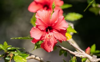 Картинка листья, свет, гибискус, красный, цветение, цветы, темный, ветки