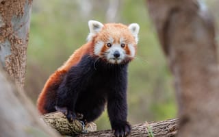 Картинка взгляд, морда, сидит, малая панда, красная панда, поза, деревья