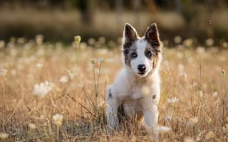 Картинка собака, щенок, луг, трава