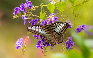 Картинка Сильвия Тигровая, дуранта, цветы, макро, бабочка
