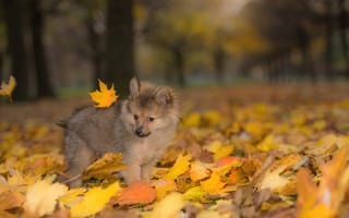 Картинка собака, осень, щенок