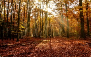 Картинка Осень, листопад, лучи, солнце, лес, деревья