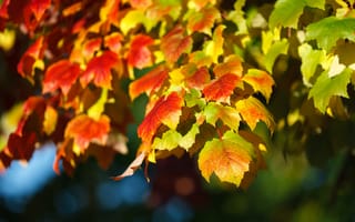 Картинка осень, листья, настроение, ветки, листва, красный, свет, желтый