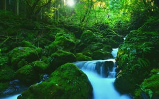 Картинка зелень, лес, ветки, зеленый, деревья, листья, свет, камни