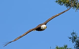 Картинка птица, полёт, белоголовый орлан