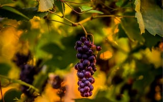 Картинка виноград, макро, лоза, гроздь