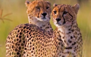 Картинка гепарды, дикая кошка, гепард, Африка