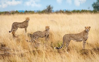 Картинка гепарды, Африка, саванна, троица, трио
