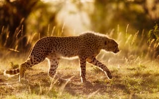 Картинка гепард, Африка, дикая кошка