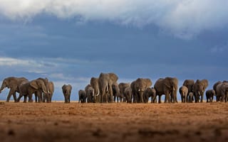 Обои Африка, стадо, слоны, Национальный парк Амбосели, Кения