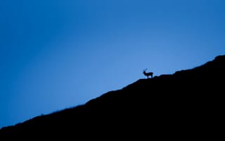Картинка ночь, природа, олень