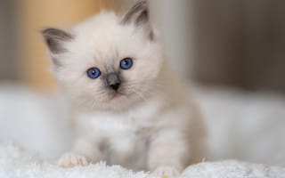 Картинка взгляд, голубые глазки, малыш, котёнок, Бирманская кошка