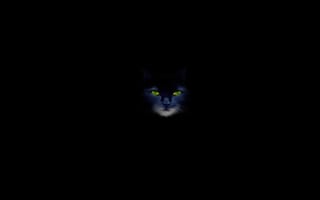 Обои кошка, зелёные глаза, кот, чёрный