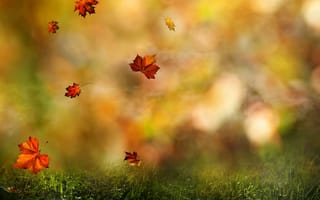Картинка осенний, кружится, лес, листья, макро, природа, капли, трава, , падают, осень, воды, боке, осени, nature, роса, цвета, размытость