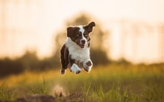 Картинка Австралийская овчарка, настроение, бег, Аусси, собака, полёт