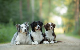 Картинка Австралийская овчарка, собаки, Аусси, троица, трио