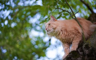 Обои кошка, дерево, кот, котейка, на дереве