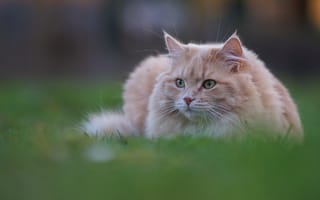 Обои кошка, кот, трава, котейка