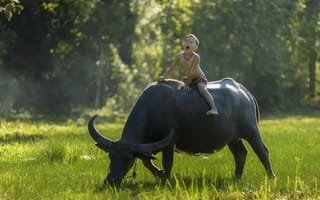 Картинка Thailand, наездник, мальчик, настроение, буйвол, Тайланд