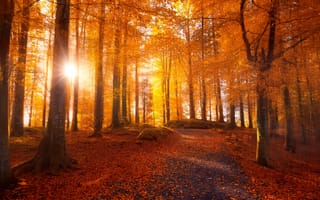 Картинка лес, дорога, свет, листья, солнце, осень, деревья