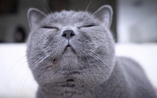 Картинка Британская короткошёрстная кошка, Британец, улыбка, довольная, мордочка, кошка