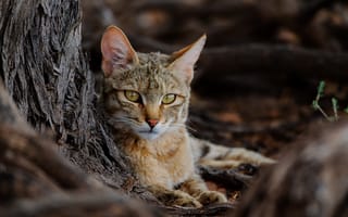 Картинка природа, African Wildcat, зверь