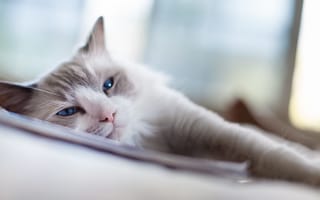 Картинка blue, Cat, eyes