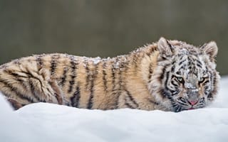 Картинка зима, белый, взгляд, природа, снег, тигр, поза, сугробы