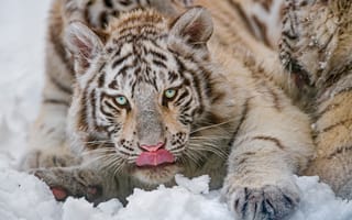 Картинка зима, язык, снег, крупный план, тигр, взгляд, белый, природа