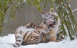 Картинка зима, белый, поза, тигр, взгляд, снег, листья, природа