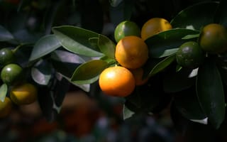 Картинка листья, ветки, темный, фрукты, мандарины, плоды, цитрусовые, природа