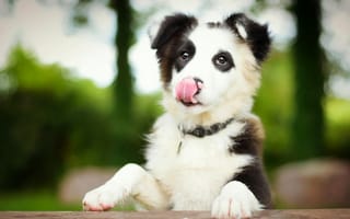 Картинка Бордер-колли, щенок, язык, собака