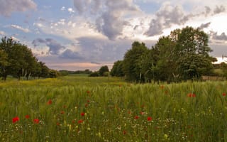 Картинка поле, лето, рожь, поляна, деревья, маки, ржаной, колосья