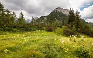 Картинка зелень, лес, облака, вершины, цветы, поляна, лето, горы