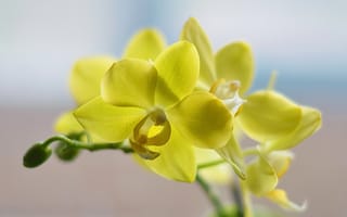 Картинка цветы, орхидея, макро flowers природа