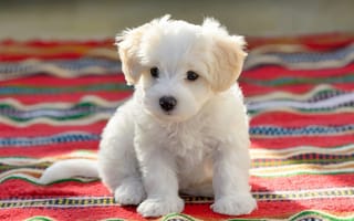 Картинка белый, болонка, свет, белая, сидит, покрывало, взгляд, собачка, собака, малыш, щенок, мордочка