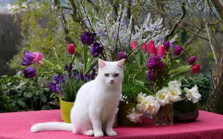 Картинка кошка, белый, взгляд, цветы, природа, кот, ветки, фиолетовый