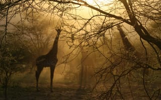 Картинка Деревья, свет, жирафы, туман