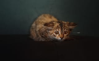 Картинка Alexander Drobkov-Light, котейка, испуганный, котёнок