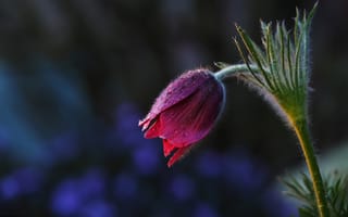 Картинка листья, капли, роса, один, темный, весна, бутоны, цветы
