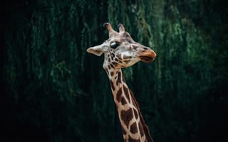 Картинка морда, листья, портрет, шея, темный, жираф, природа