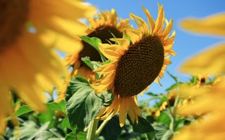 Картинка поле, лето, желтый, природа, крупный план, цветы, подсолнухи, небо